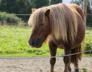 Billy, poney shetland de l'asbl Mabea