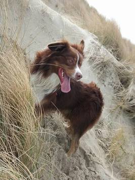 Boy, chien médiateur de l'asbl Mabea
