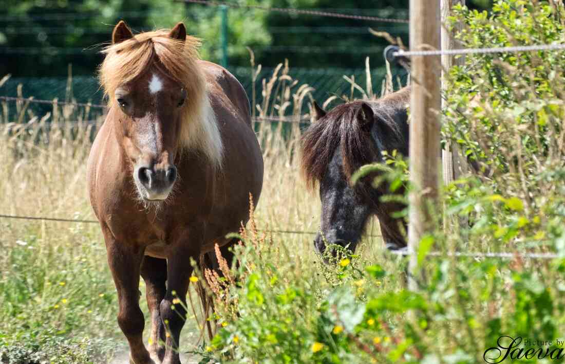 Choupette, ponette shetland de l'asbl Mabea