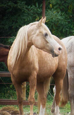 Giverny, cheval de l'asbl Mabea