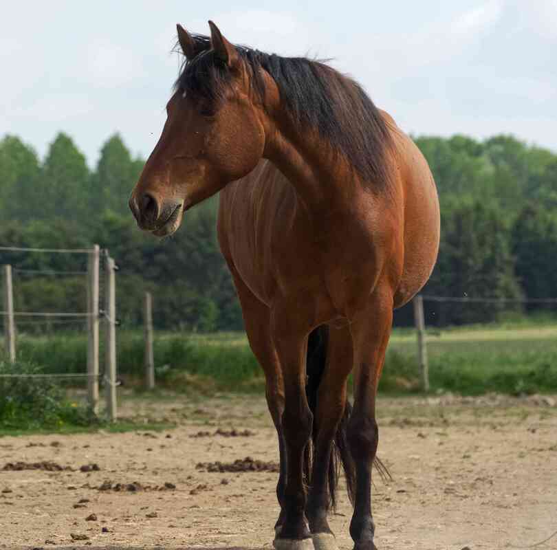 Izarra, jument de l'asbl Mabea