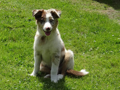 Ruby, chien médiateur de l'asbl Mabea