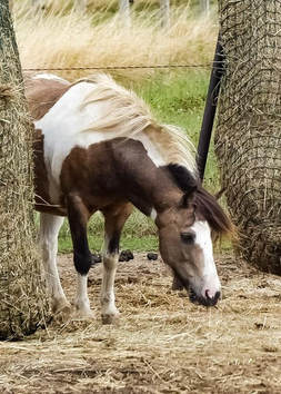 Shooby, poney miniature de l'asbl Mabea