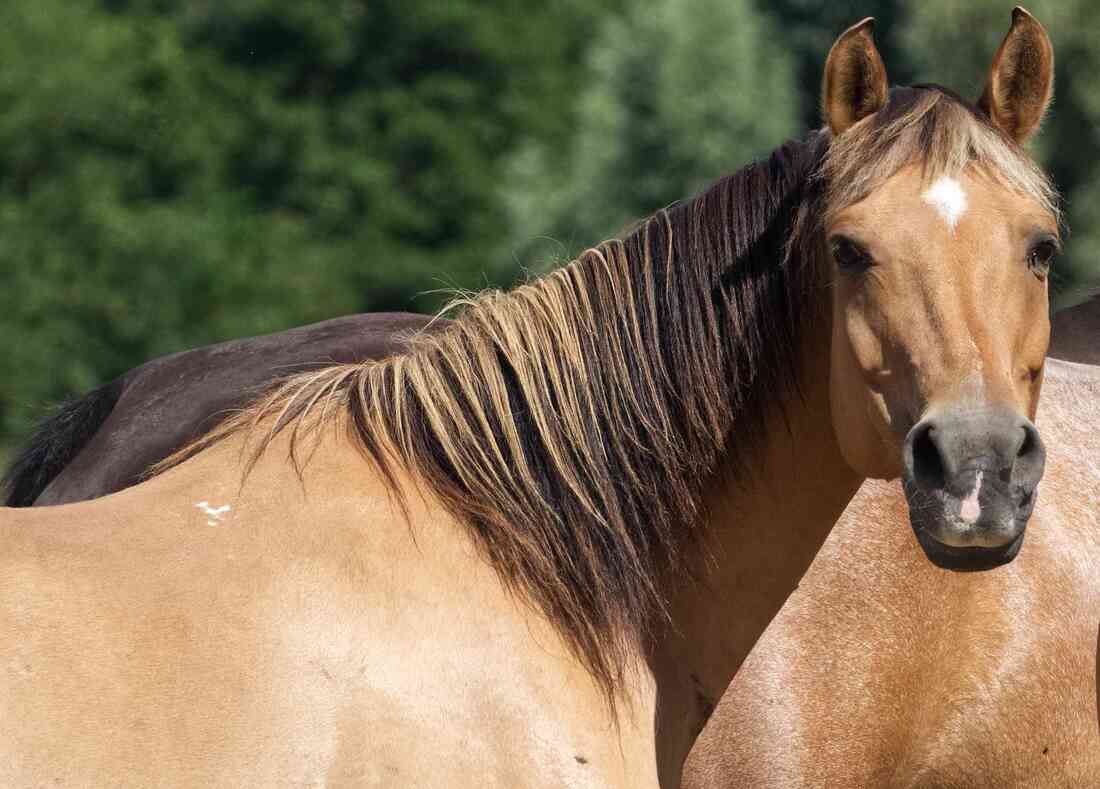 Tao, cheval de l'asbl Mabea