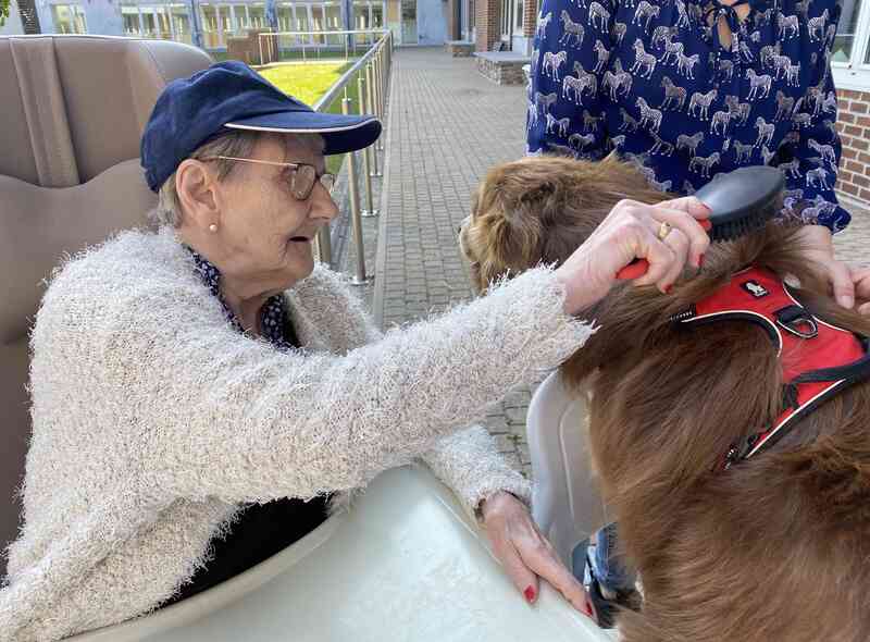 Cour intérieure : résidente rieuse face au chien en harnais