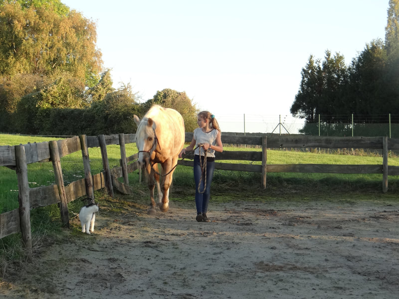 Adolescente menant un poney palomino longe à la main, un chat noir et blanc posé sur la barrière au coucher du soleil