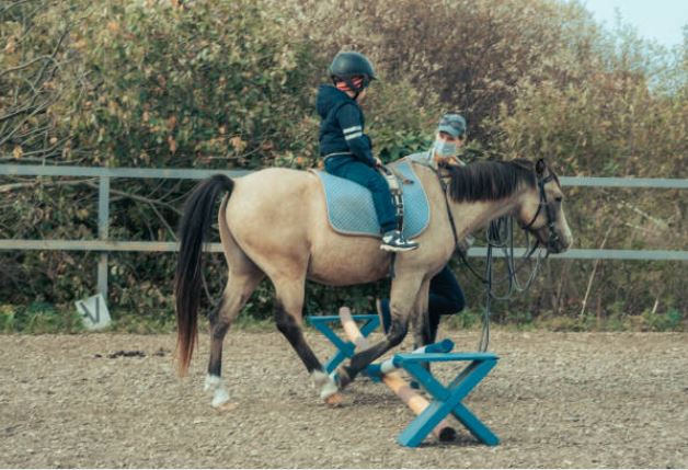 Jeune femme brune au milieu d'un petit troupeau de poneys miniatures en train de brouter au coucher du soleil