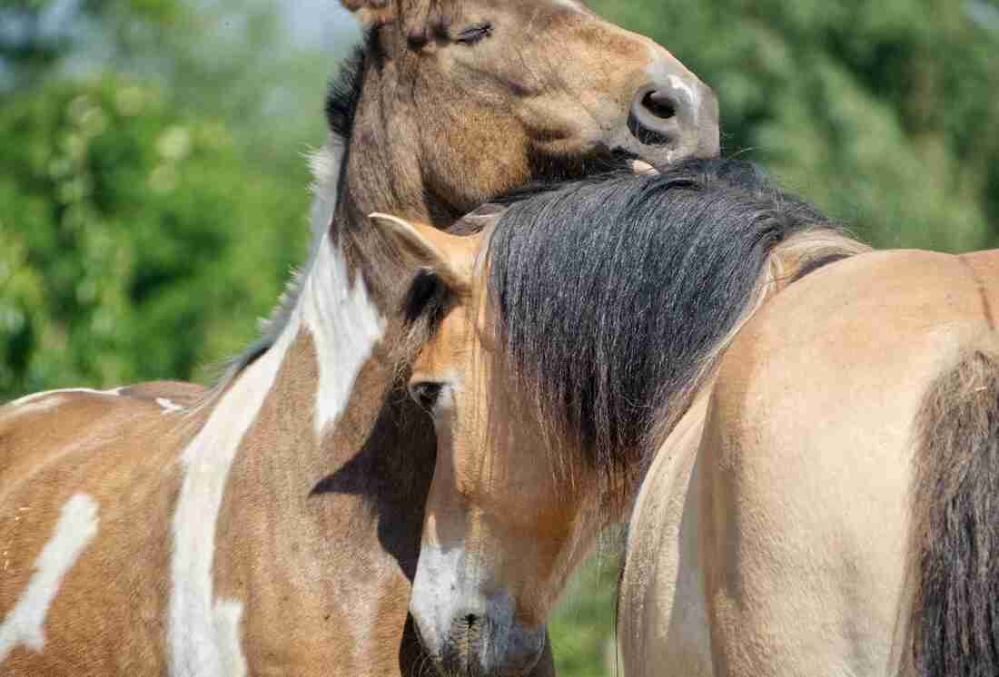 Cheval pie posant son menton sur la crinière d'un cheval isabelle — moment d'affection dans le troupeau