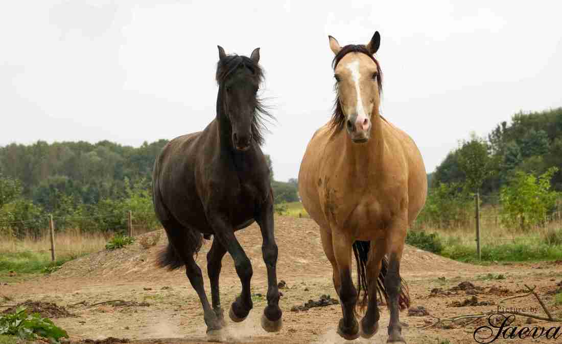 Deux chevaux — un noir et un isabelle — galopant côte à côte sur une piste de terre