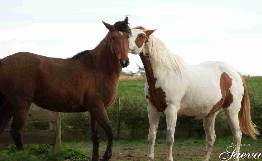 Cheval bai face à un cheval pie : séance de toilettage mutuel