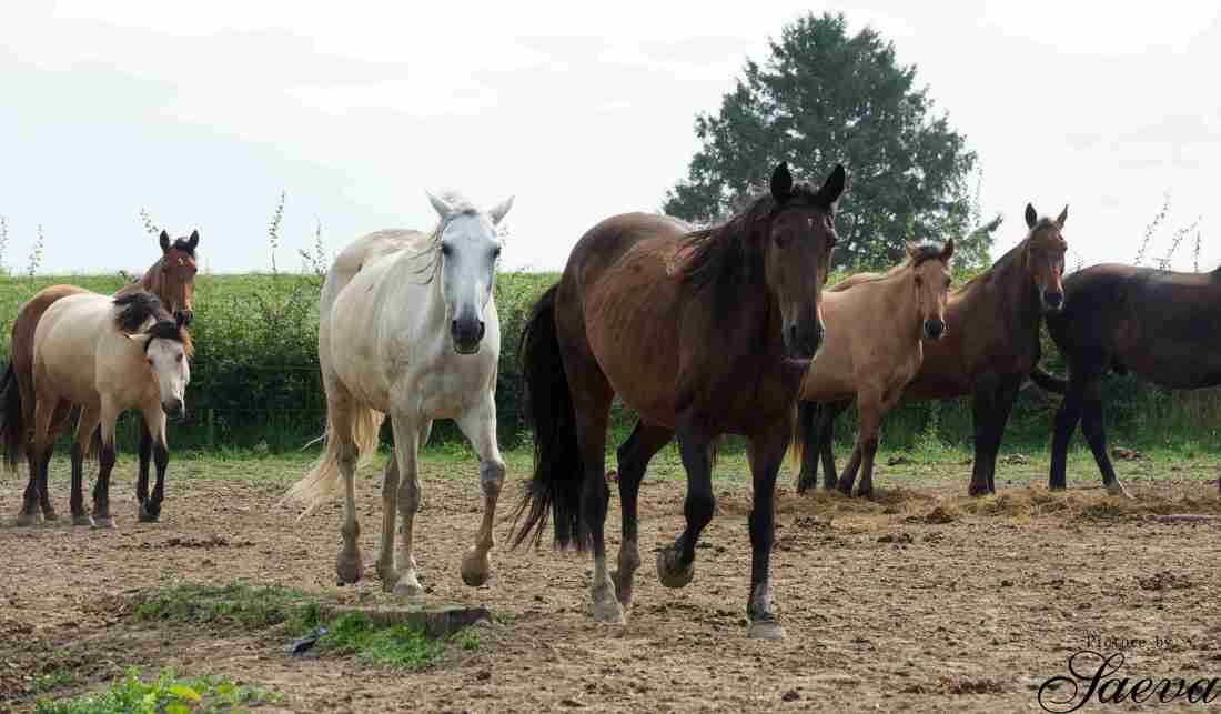 Troupeau de six chevaux avançant ensemble dans un pré