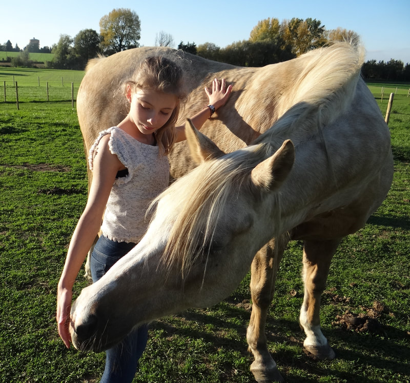 Cheval bai debout sur une butte de terre, troupeau visible à l'arrière-plan — paysage ouvert du Paddock Paradise des Hauts-Pays