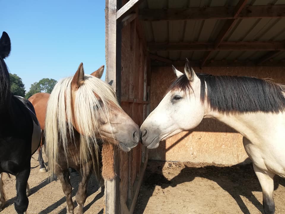 Deux poneys nez contre nez à l'entrée de l'abri en bois