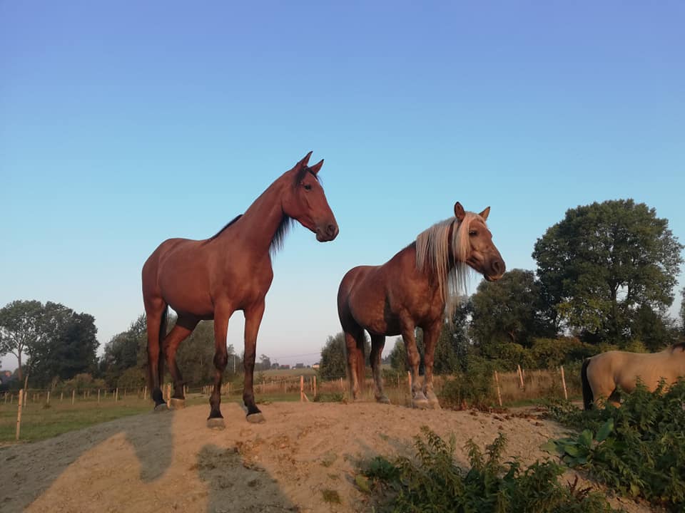 Deux chevaux sur une butte de sable au lever du soleil