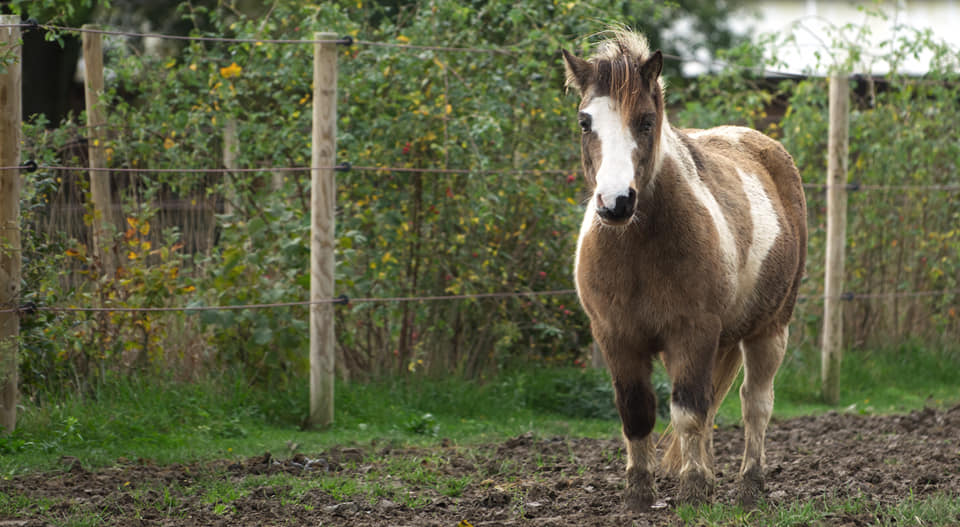 Poney pie dans le paddock en automne