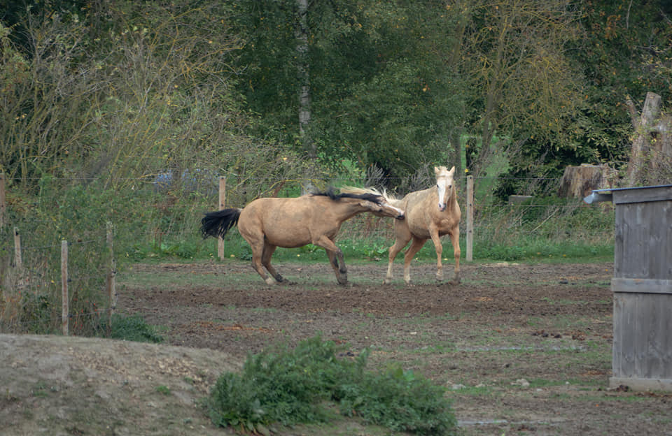 Jeu dans le troupeau — deux chevaux en interaction