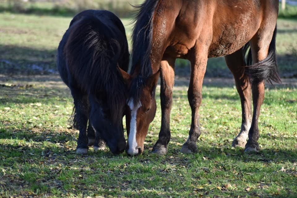 Poney noir en train de brouter à côté d'un cheval bai