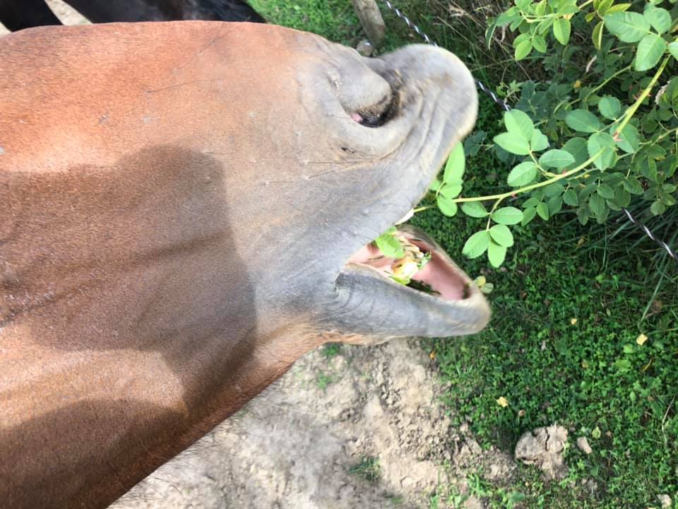 Cheval broutant des ronces — comportement naturel de fourrager