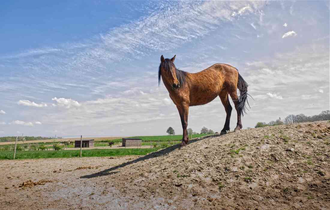Une maman et son enfant assis dans l'herbe, rejoints par deux chevaux au lever du soleil